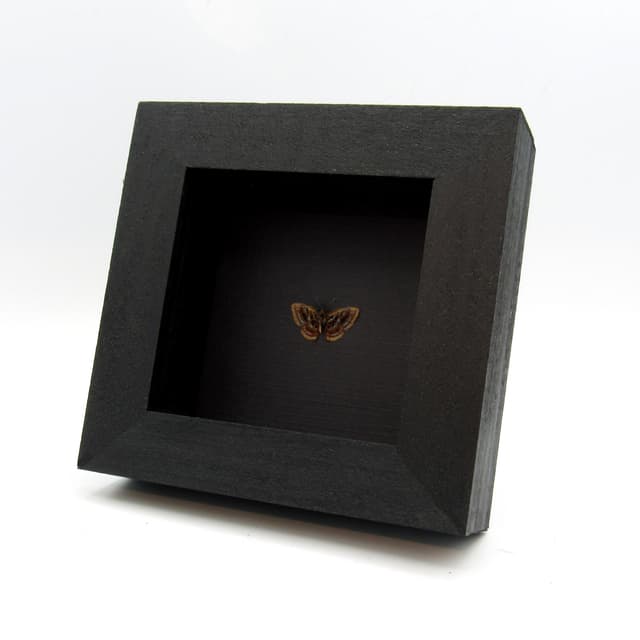 Very tiny rare Metalmark butterfly framed taxidermy - Sarota species