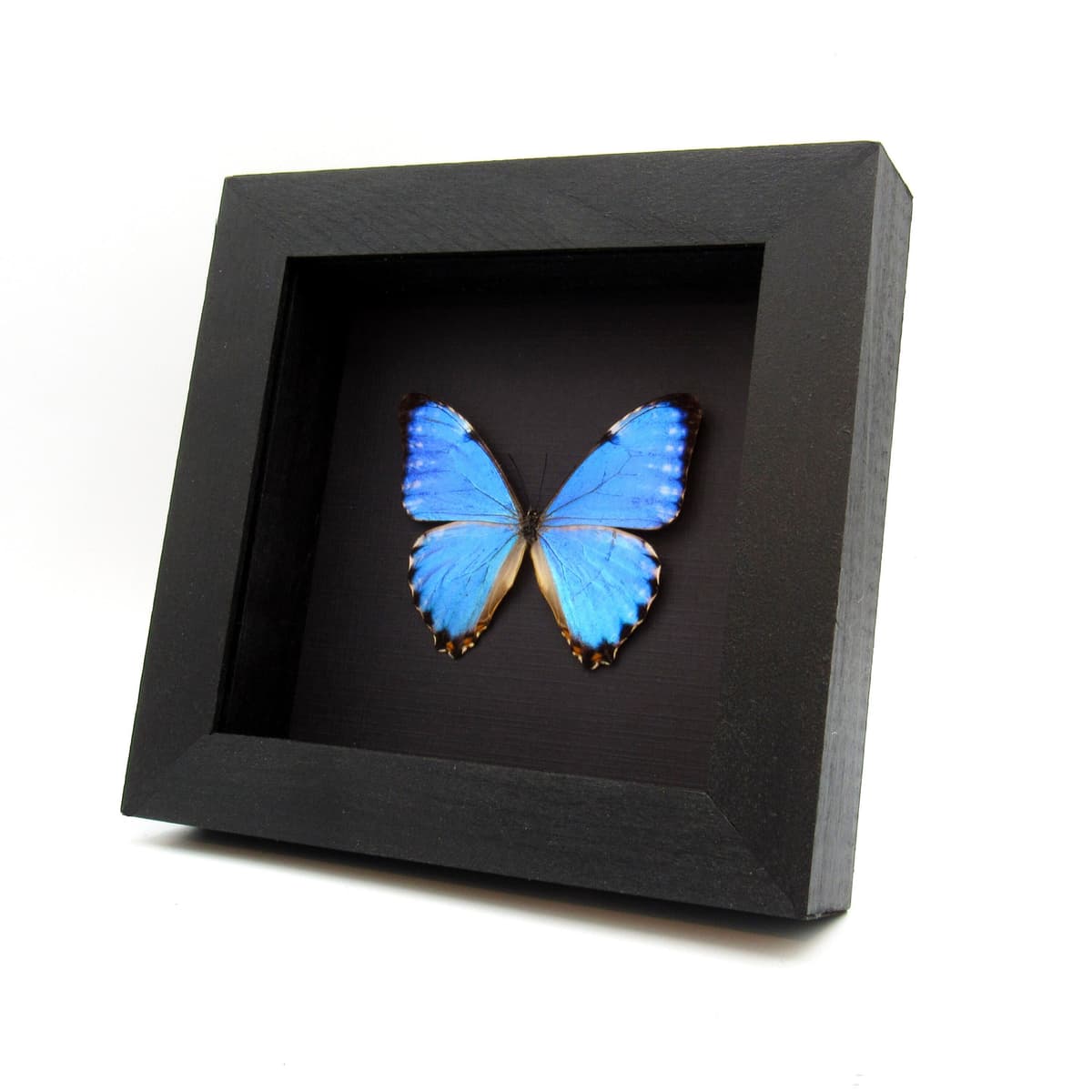 Real iridescent blue Morpho butterfly framed taxidermy - morpho portis