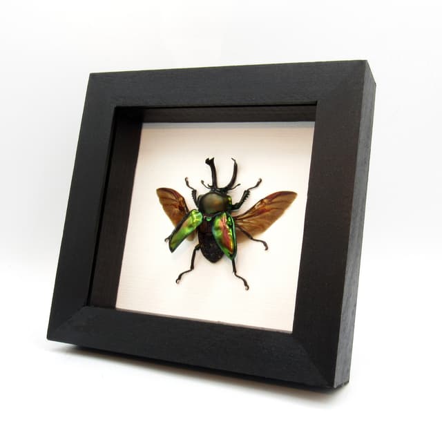 Rare large Rainbow Stag beetle framed taxidermy - Phalacrognathus muelleri
