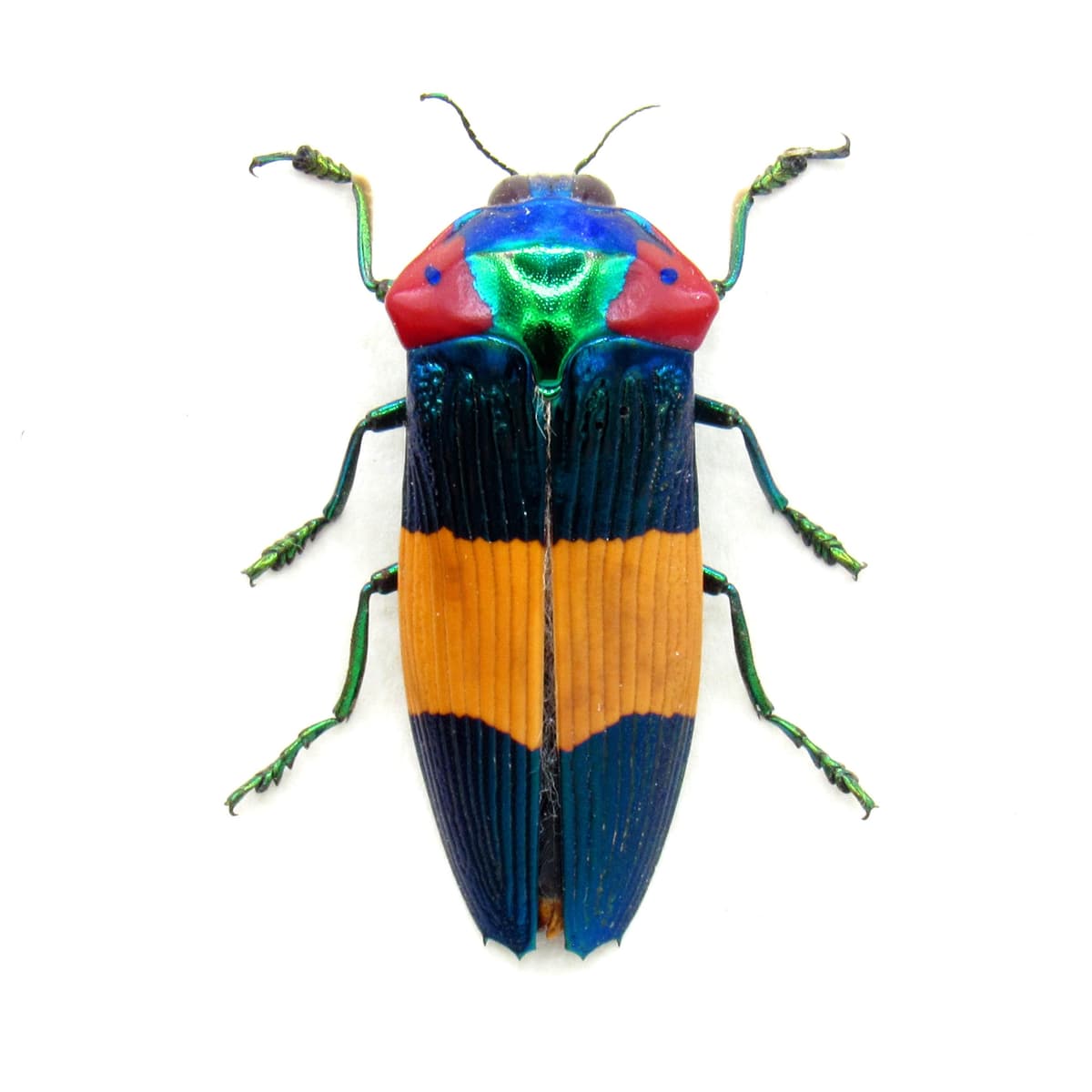 Very rare purple Jewel beetle framed specimen - Calodema ribbei