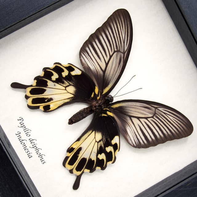 Rare Giant Swallowtail butterfly framed taxidermy - Papilio deiphobus - female