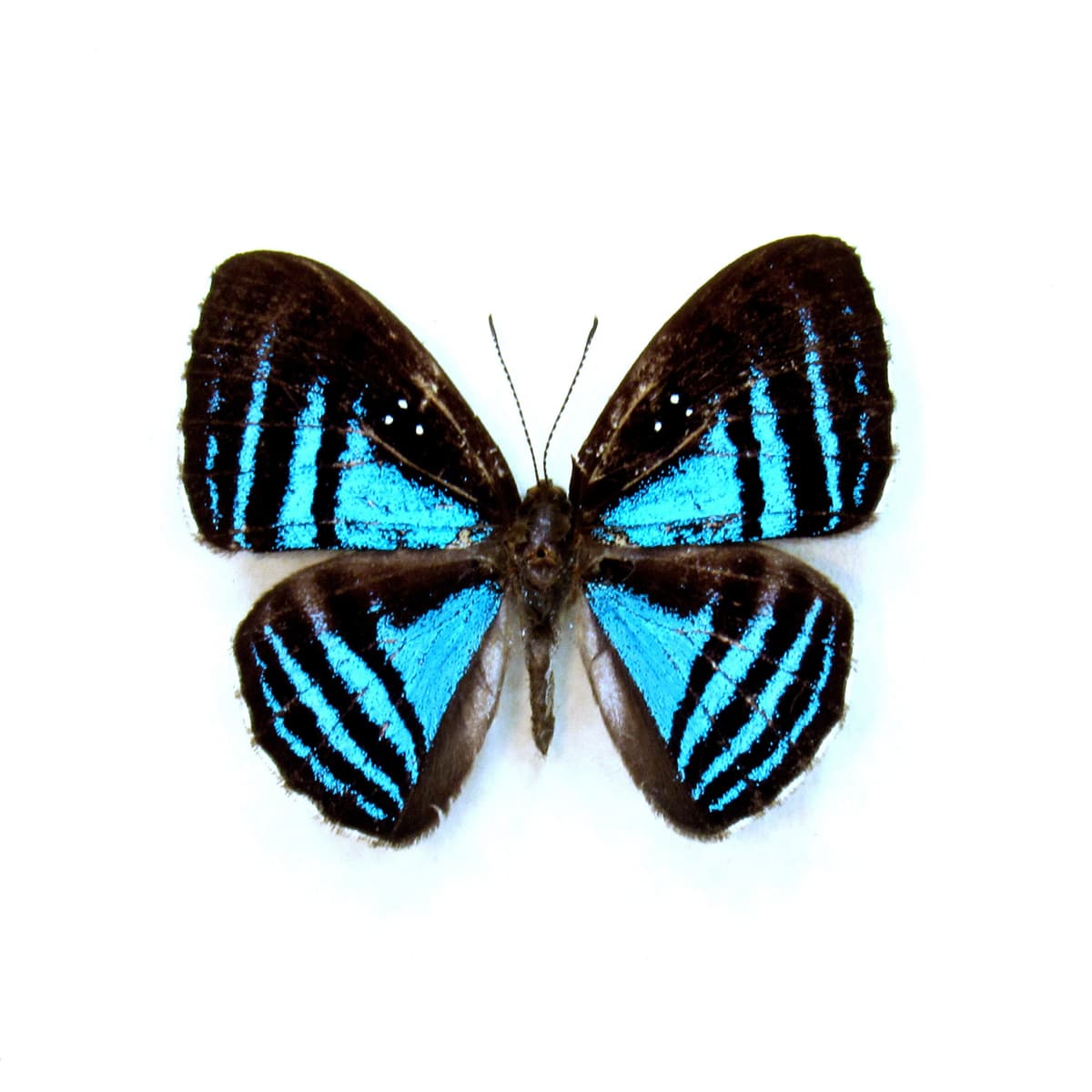 Rare blue Metalmark butterfly framed taxidermy - Mesosemia eumene