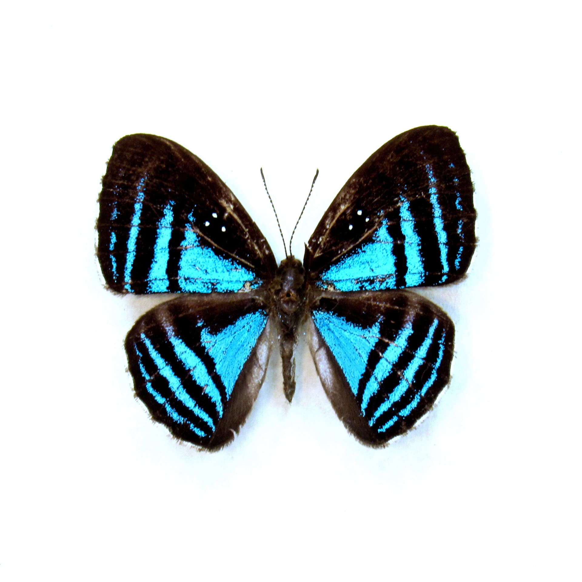 Rare blue Metalmark butterfly framed taxidermy - Mesosemia eumene
