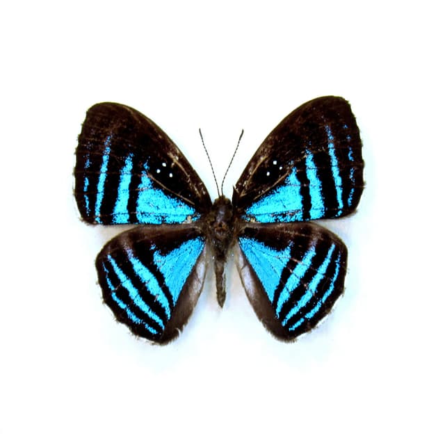 Rare blue Metalmark butterfly framed taxidermy - Mesosemia eumene