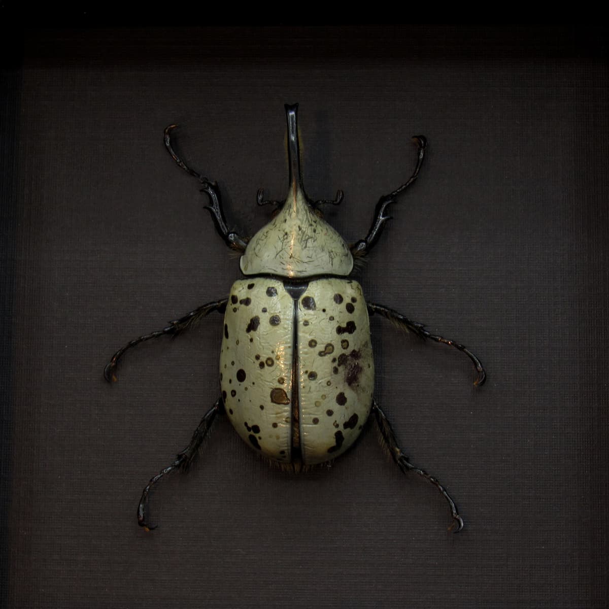 Real Western Hercules beetle framed taxidermy - Dynastes grantii