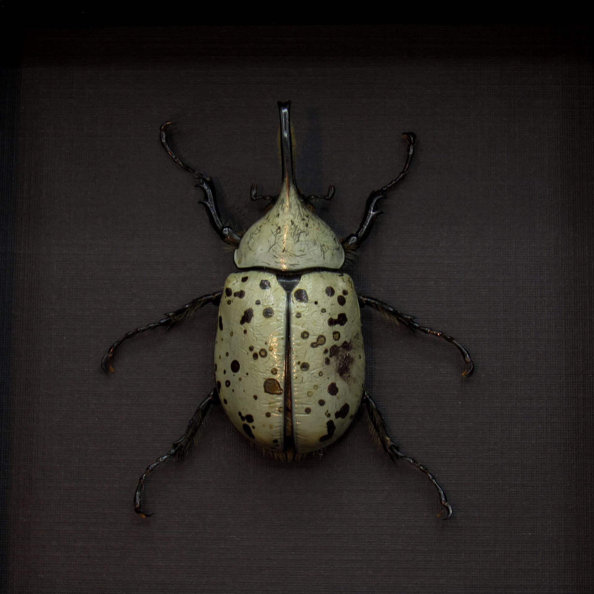 Real Western Hercules beetle framed taxidermy - Dynastes grantii