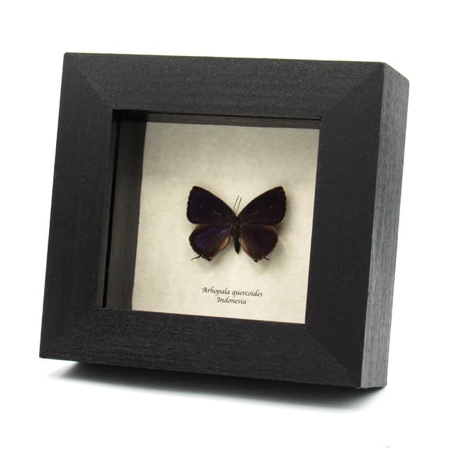 Real purple metallic butterfly framed taxidermy - Arhopala quercoides