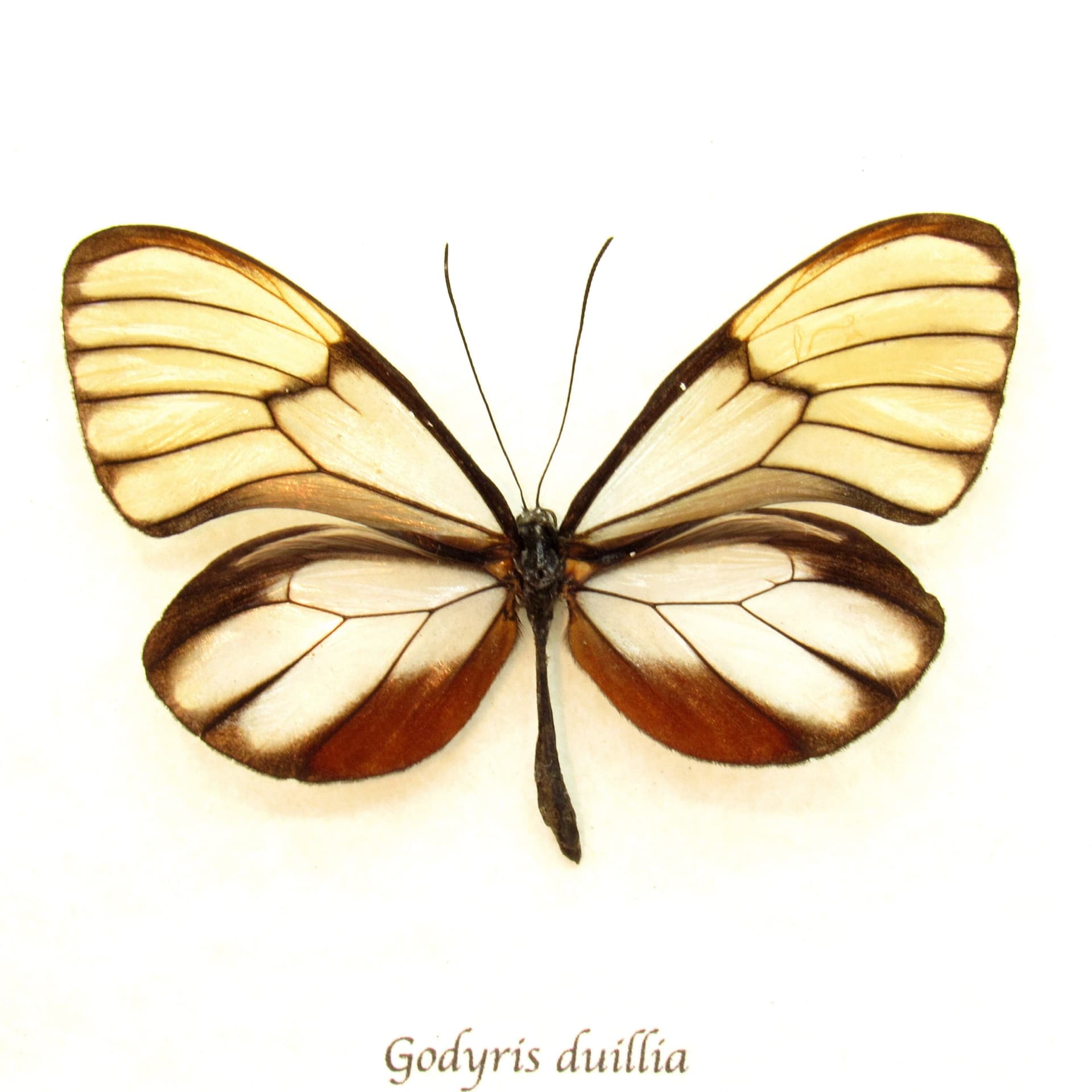 Real Glasswing butterfly framed taxidermy - Godyris duillia