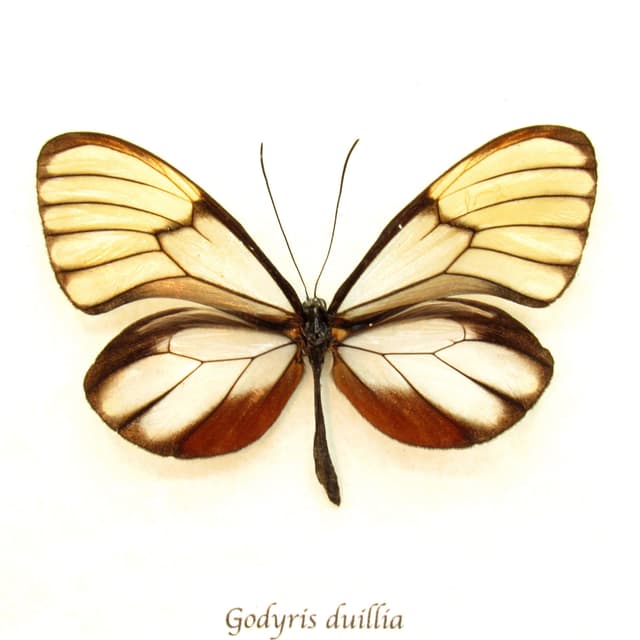 Real Glasswing butterfly framed taxidermy - Godyris duillia