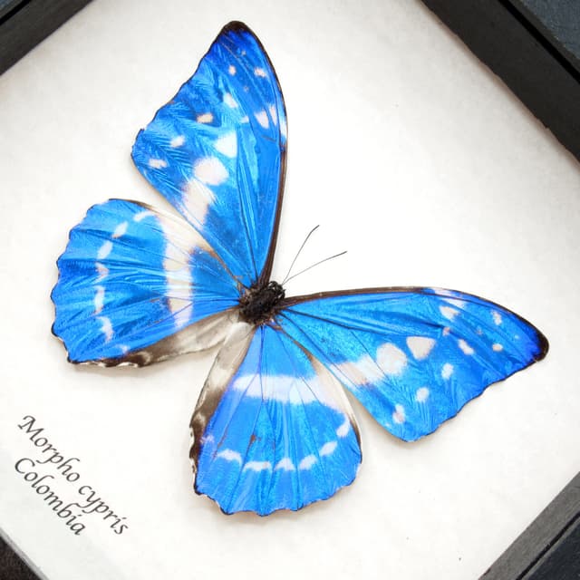 Rare Blue Morpho butterfly framed taxidermy - Morpho cypris