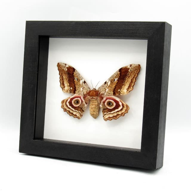 Real pink Speckled Emperor moth framed taxidermy - Gynanisa maja - female