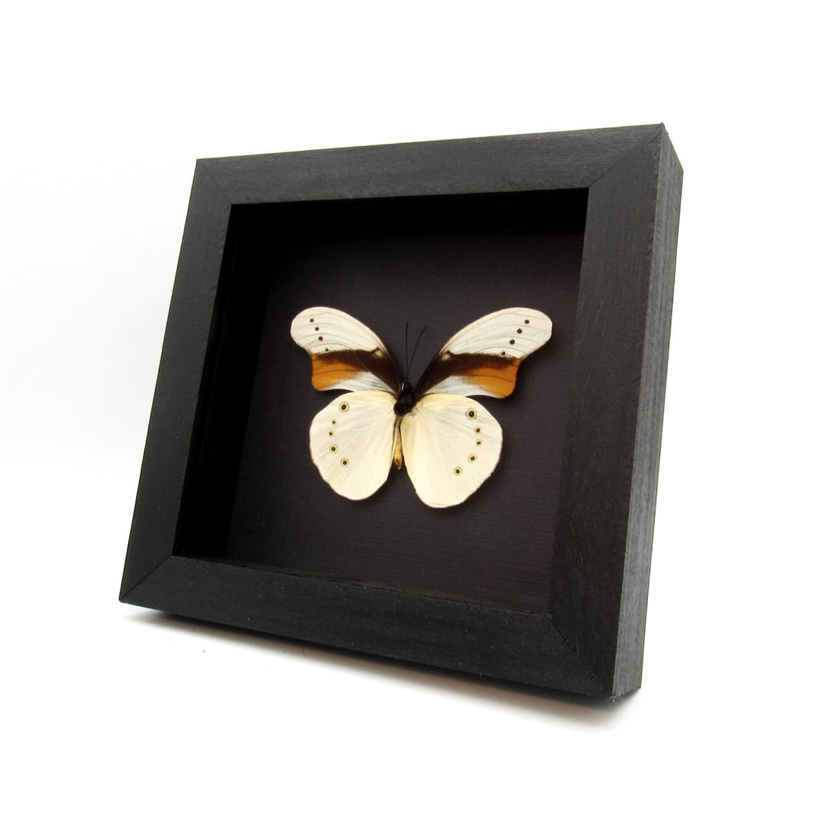 Rare white butterfly framed taxidermy - Morphotaenaris schoenbergi