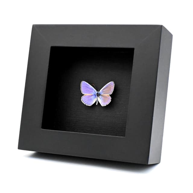 Real tiny purple butterfly framed taxidermy - Polyommatus icarus