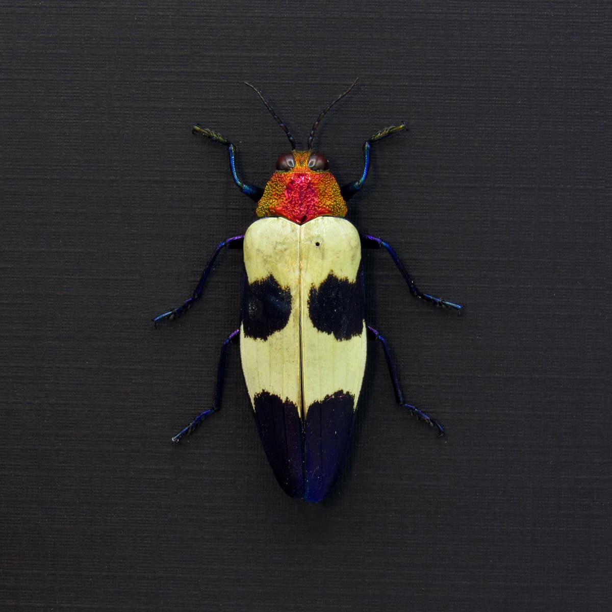 Real metallic purple beetle framed taxidermy - Chrysochroa buqueti rugicollis