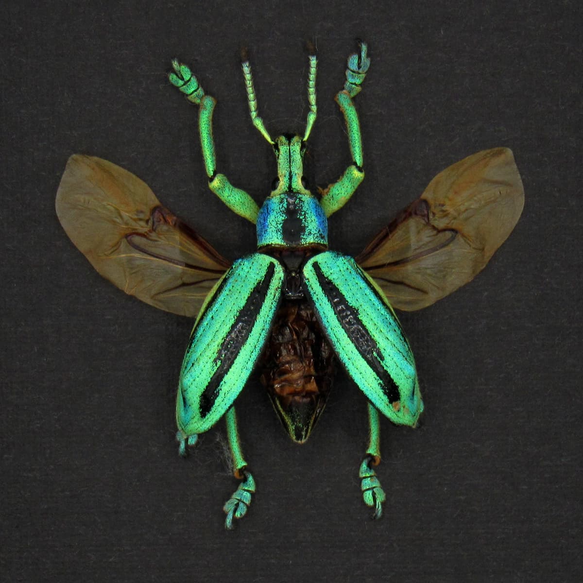 Real glitter beetle framed taxidermy - Eupholus cuvieri - wings open