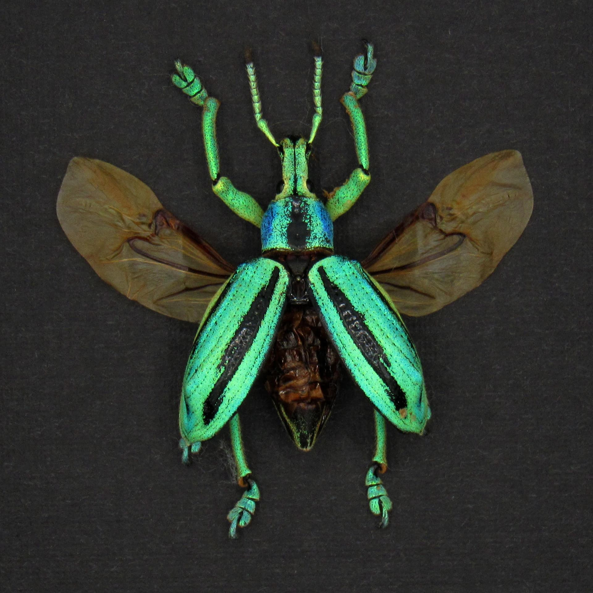 Real glitter beetle framed taxidermy - Eupholus cuvieri - wings open