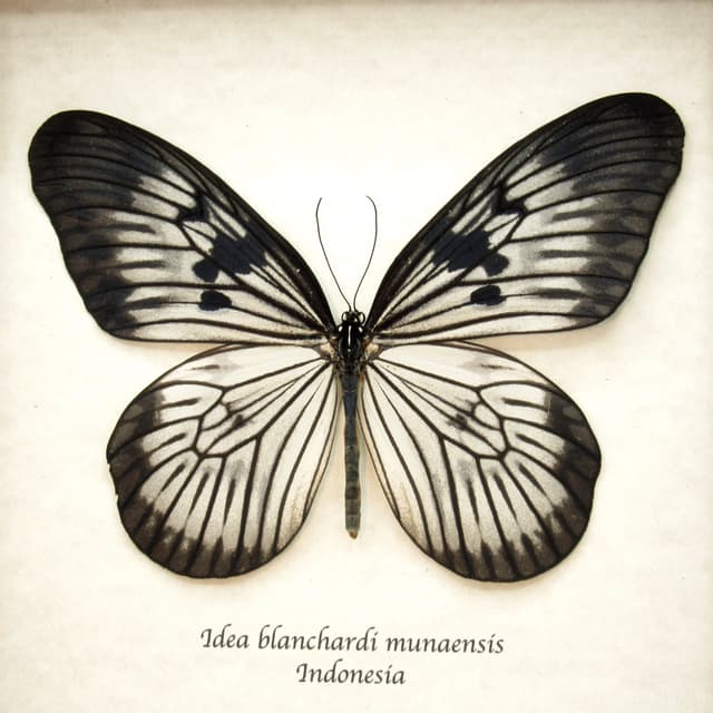 Real large Rice Wing butterfly framed taxidermy - Idea blanchardi munaensis