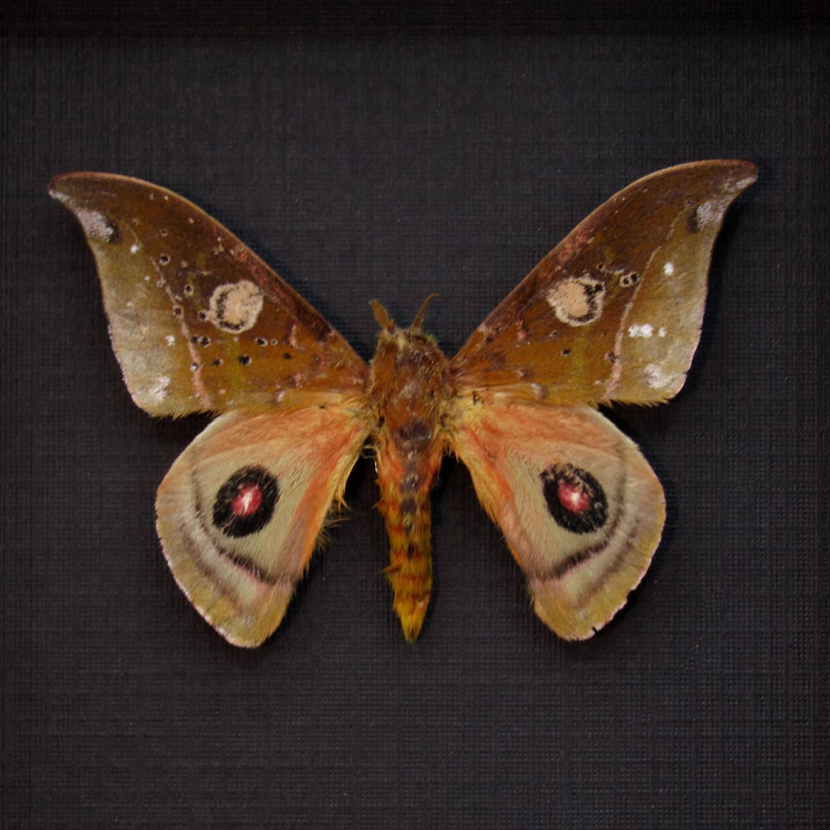 Rare real Saturn moth framed taxidermy - Automeris auletes