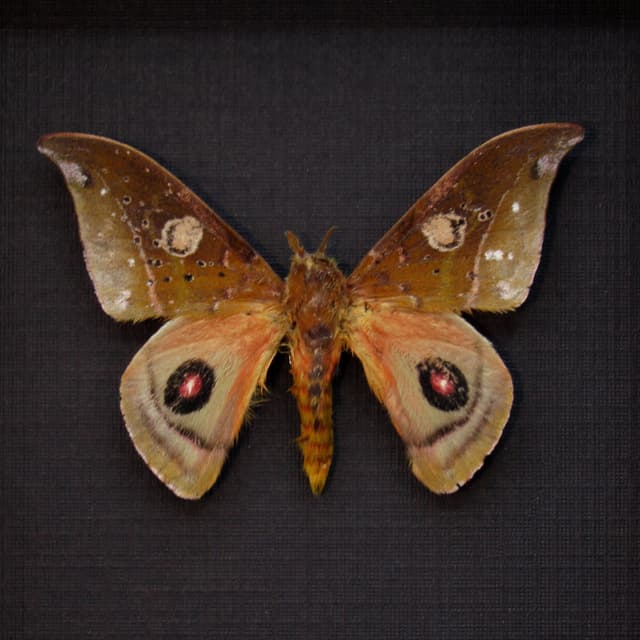 Rare real Saturn moth framed taxidermy - Automeris auletes