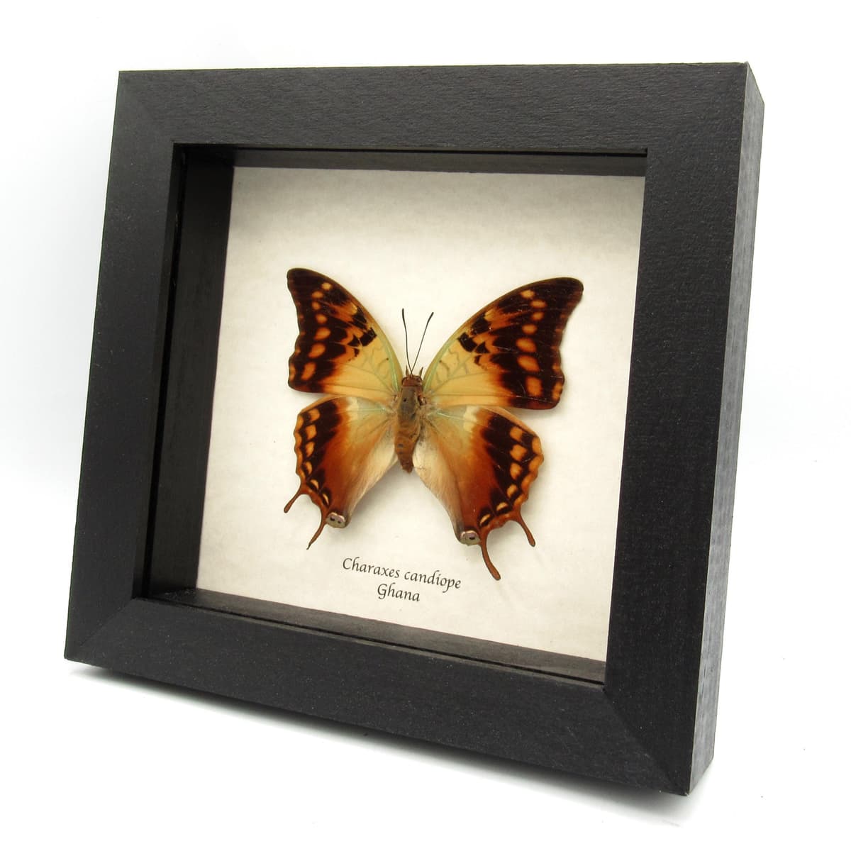Real Green Veined Emperor Charaxes butterfly framed taxidermy - Charaxes candiope - large female
