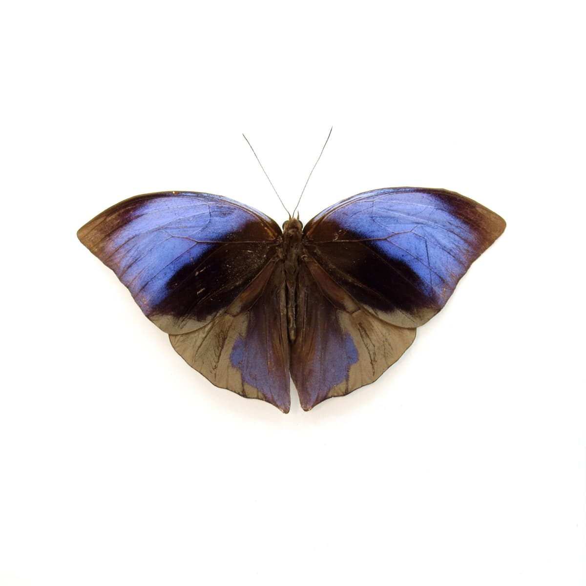 Real purple Giant Saturn butterfly framed taxidermy - Zeuxidia aurelius aurelius