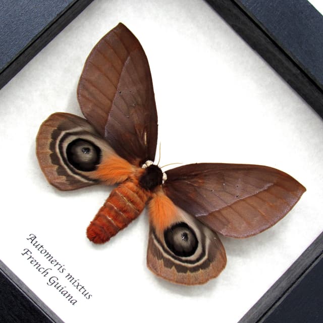 Real Saturn moth framed taxidermy - Automeris mixtus - large female