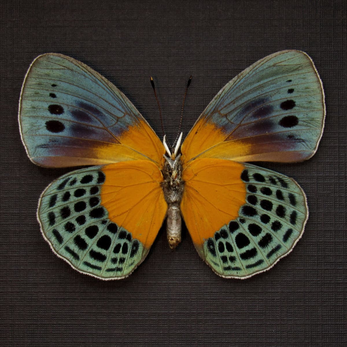 Rare metallic butterfly framed taxidermy - Asterope degandii bartletti - large female