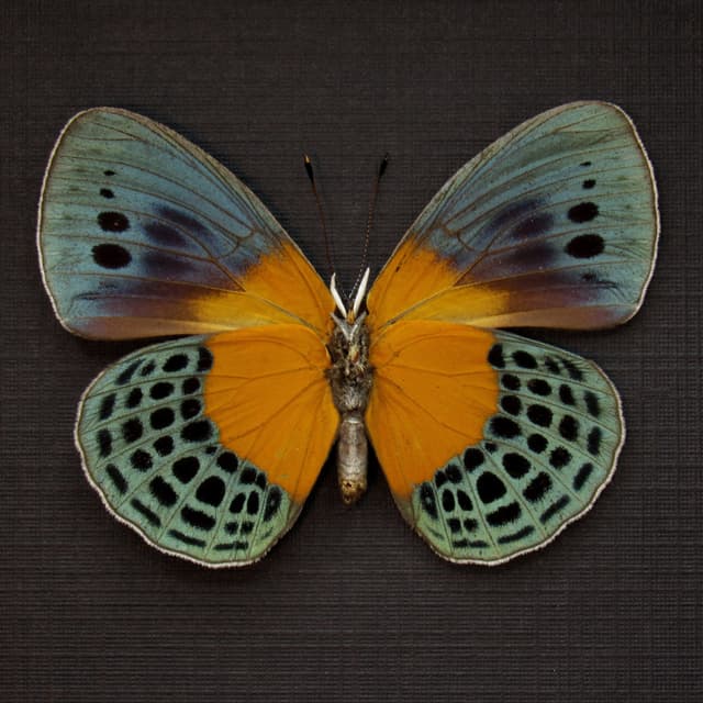 Rare metallic butterfly framed taxidermy - Asterope degandii bartletti - large female