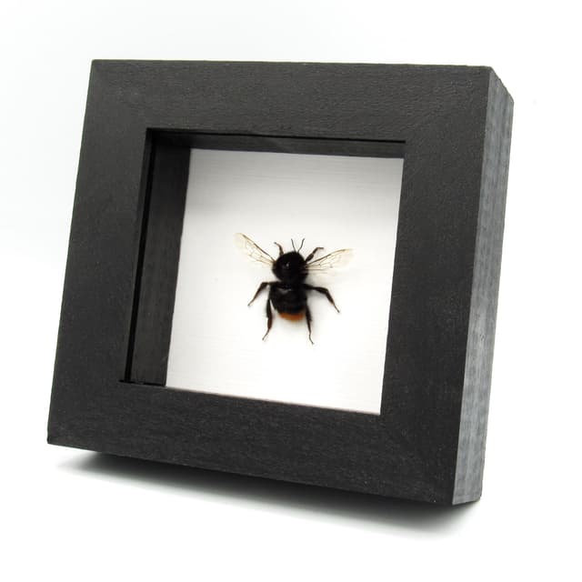 Real Red Tailed Bumblebee framed taxidermy - Bombus lapidarius