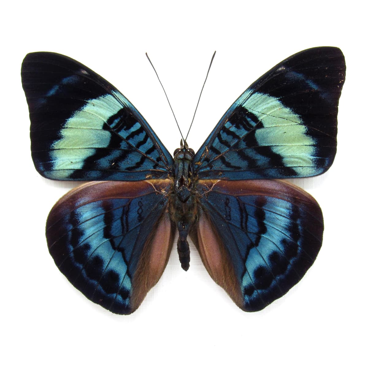 Real blue Procilla Beauty framed taxidermy butterfly - Panacea procila