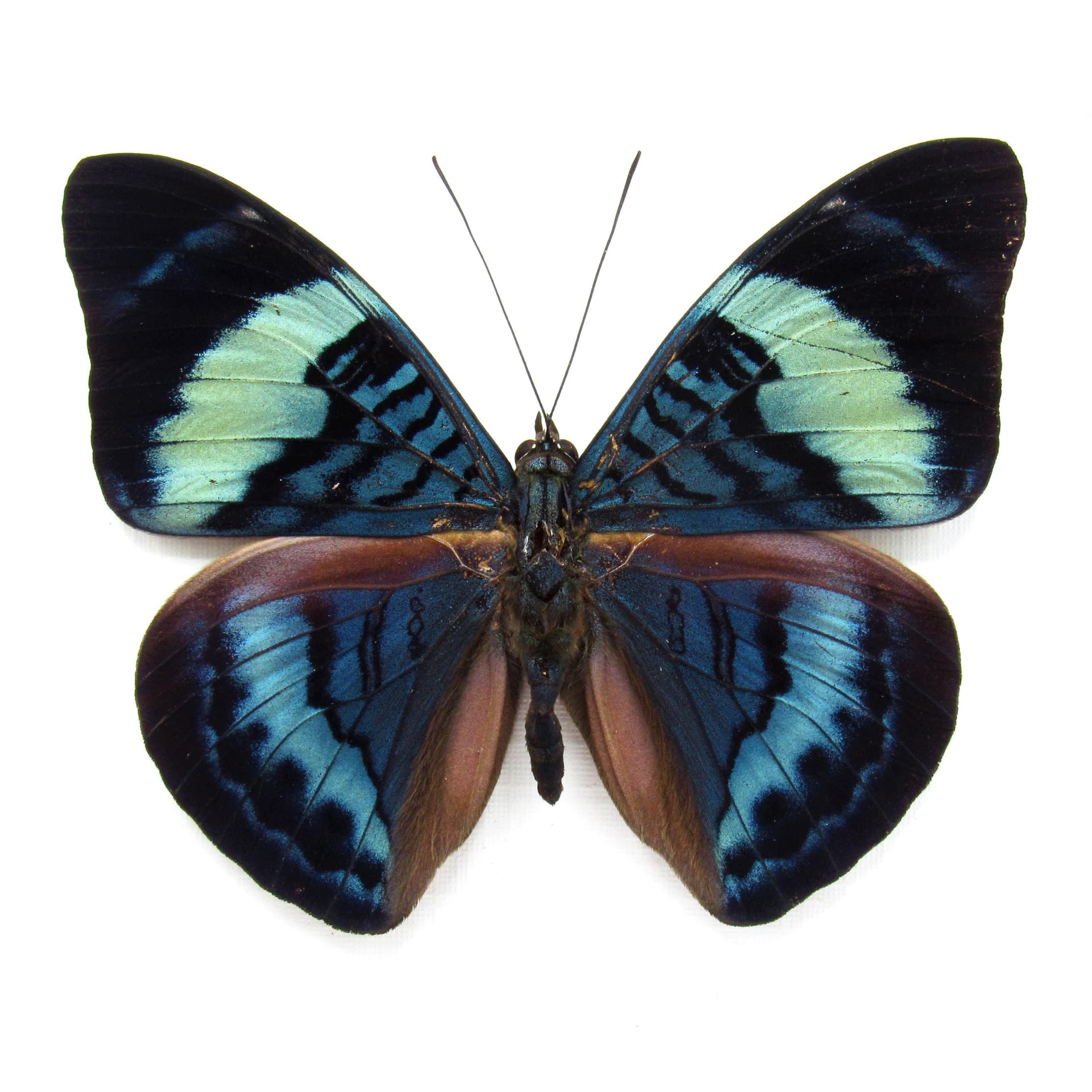Real blue Procilla Beauty framed taxidermy butterfly - Panacea procila