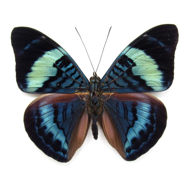 Real blue Procilla Beauty framed taxidermy butterfly - Panacea procila