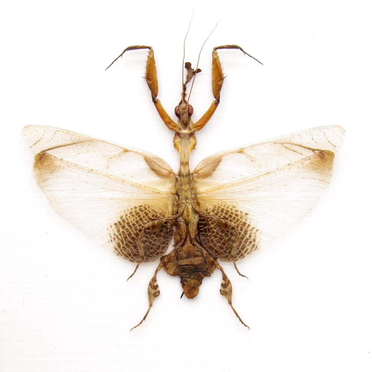 Rare Ghost Mantis framed taxidermy - Phyllocrania paradoxa