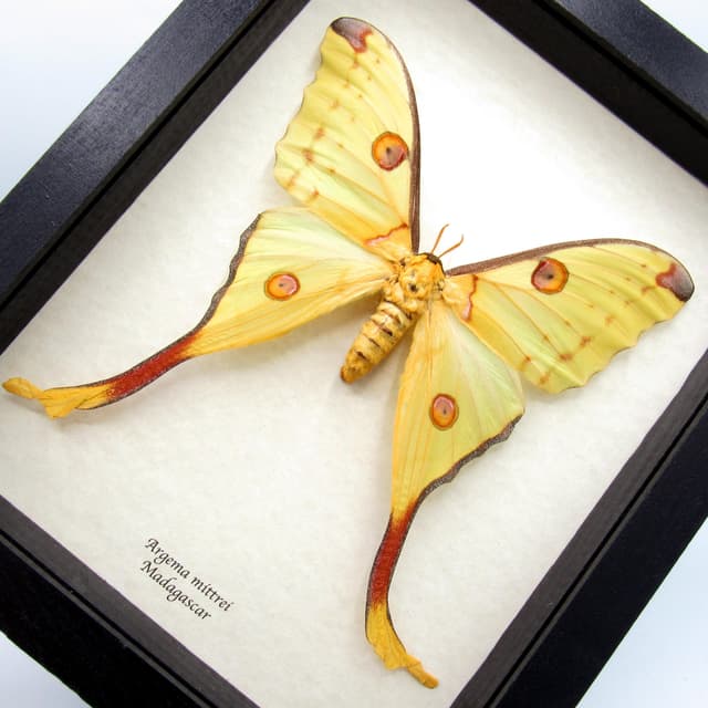 Real GIANT Comet moth framed taxidermy - Argema mittrei - XL female