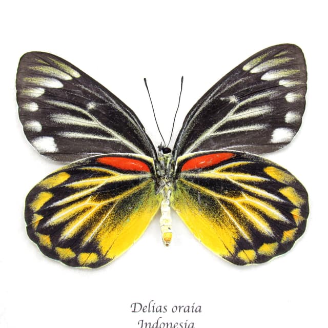 Real yellow Delias butterfly framed taxidermy - Delias oraia - female