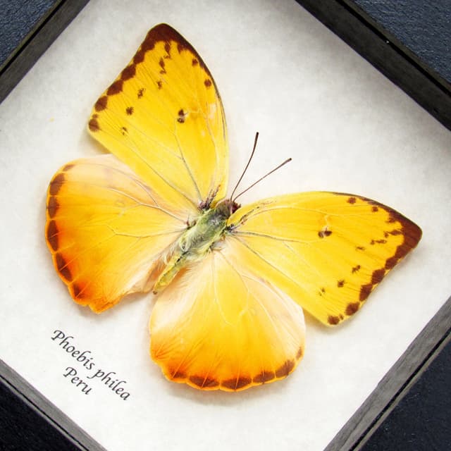 Real yellow butterfly framed taxidermy - Phoebis philea - female