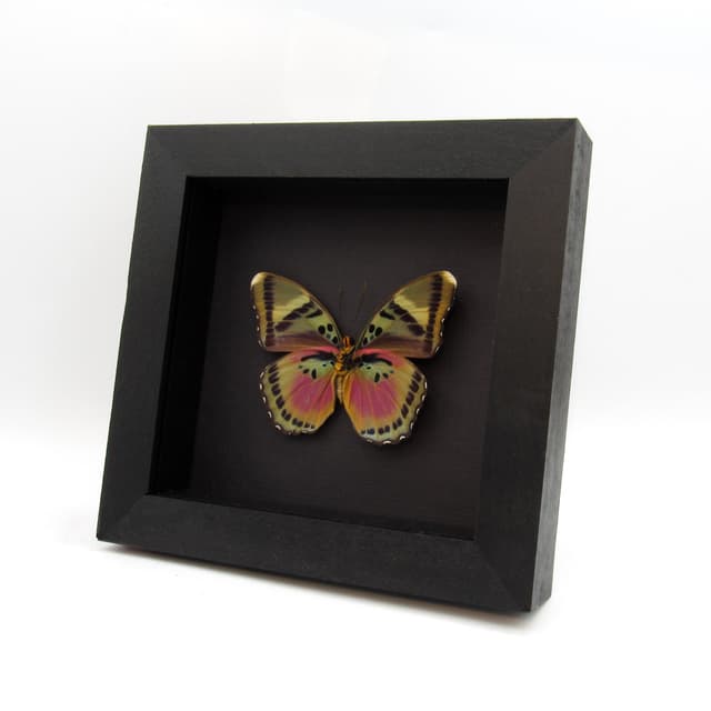 Rare fuchsia butterfly framed taxidermy - Euphaedra xypete - XL female