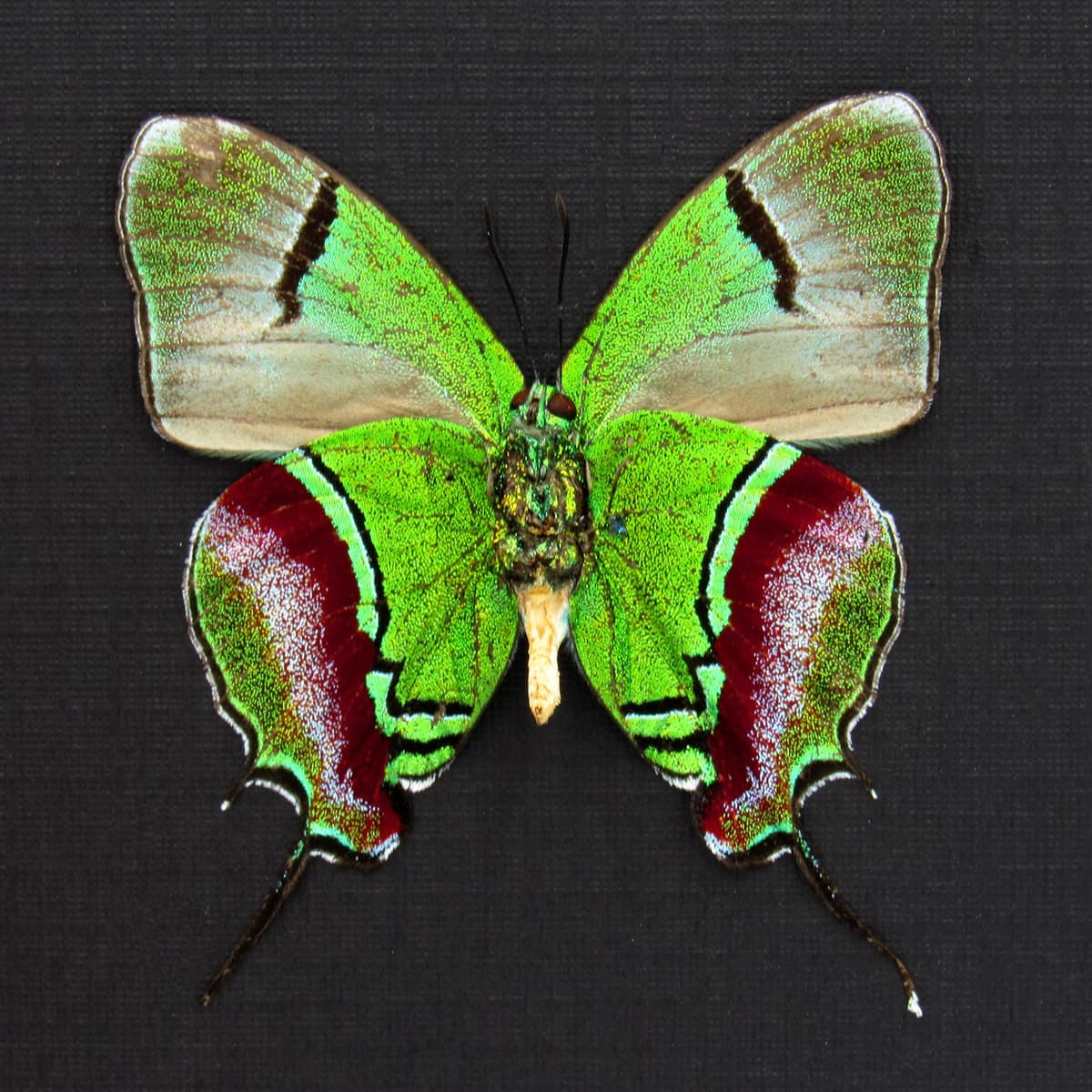 Real metallic green butterfly framed taxidermy - Evenus regalis - large female