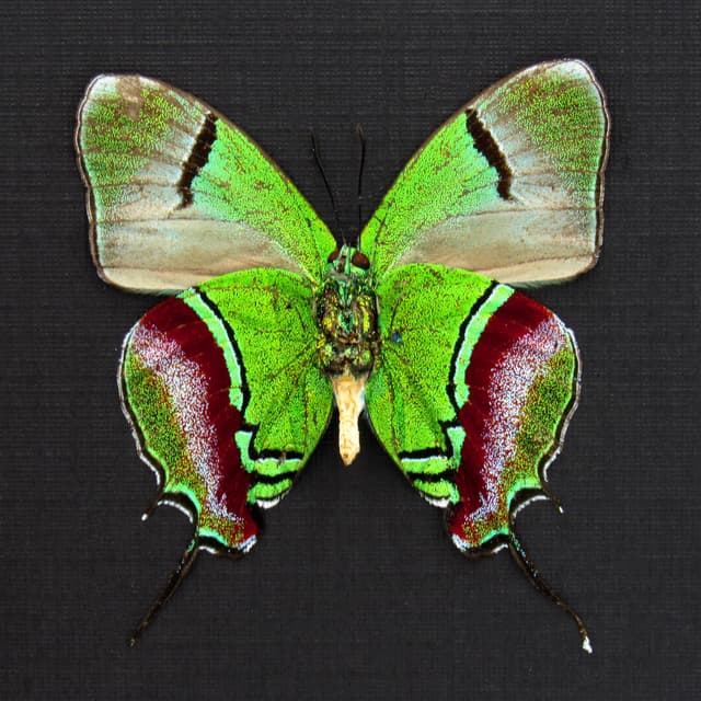 Real metallic green butterfly framed taxidermy - Evenus regalis - large female