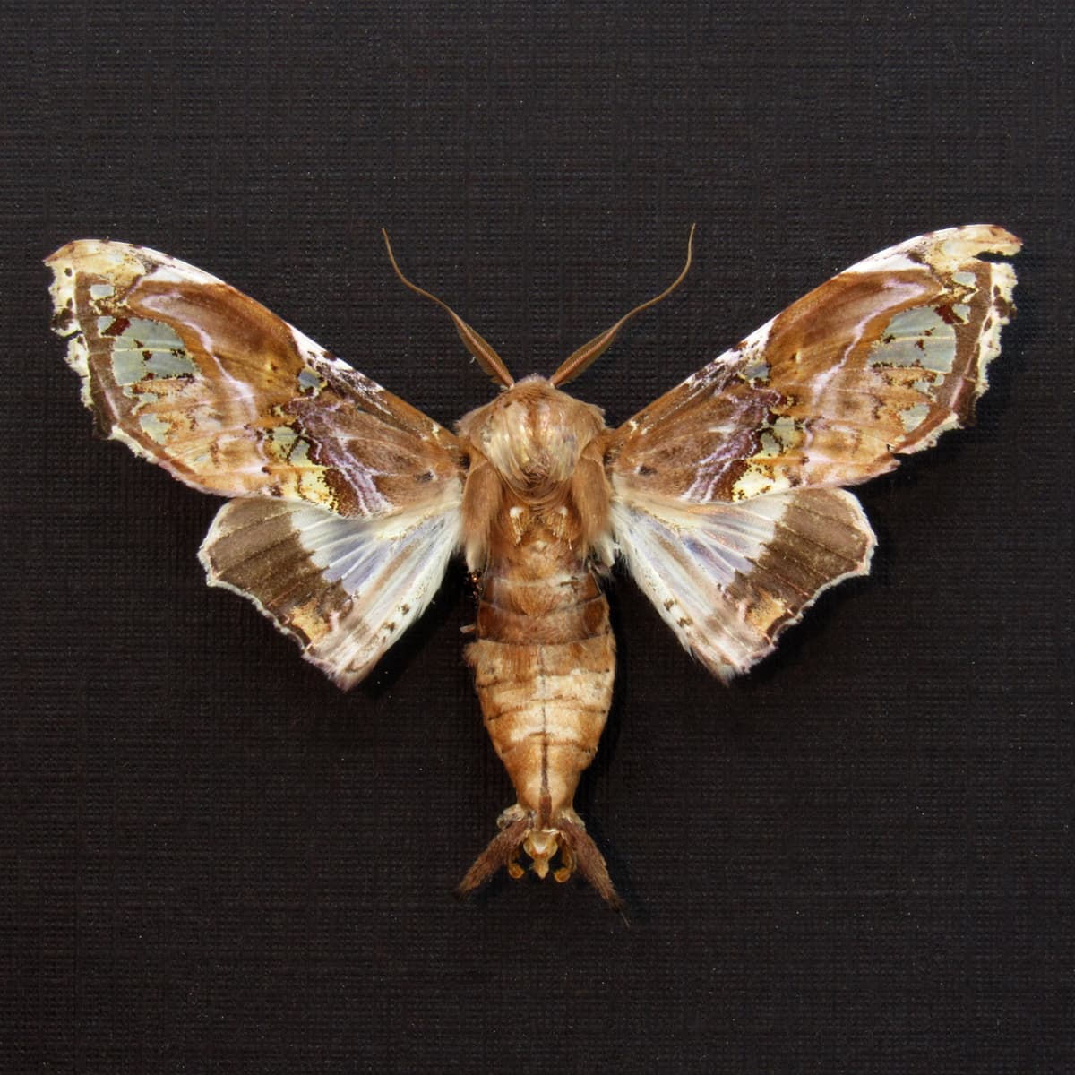 Rare lavender Noctuid moth framed taxidermy - Caligatus venustissima