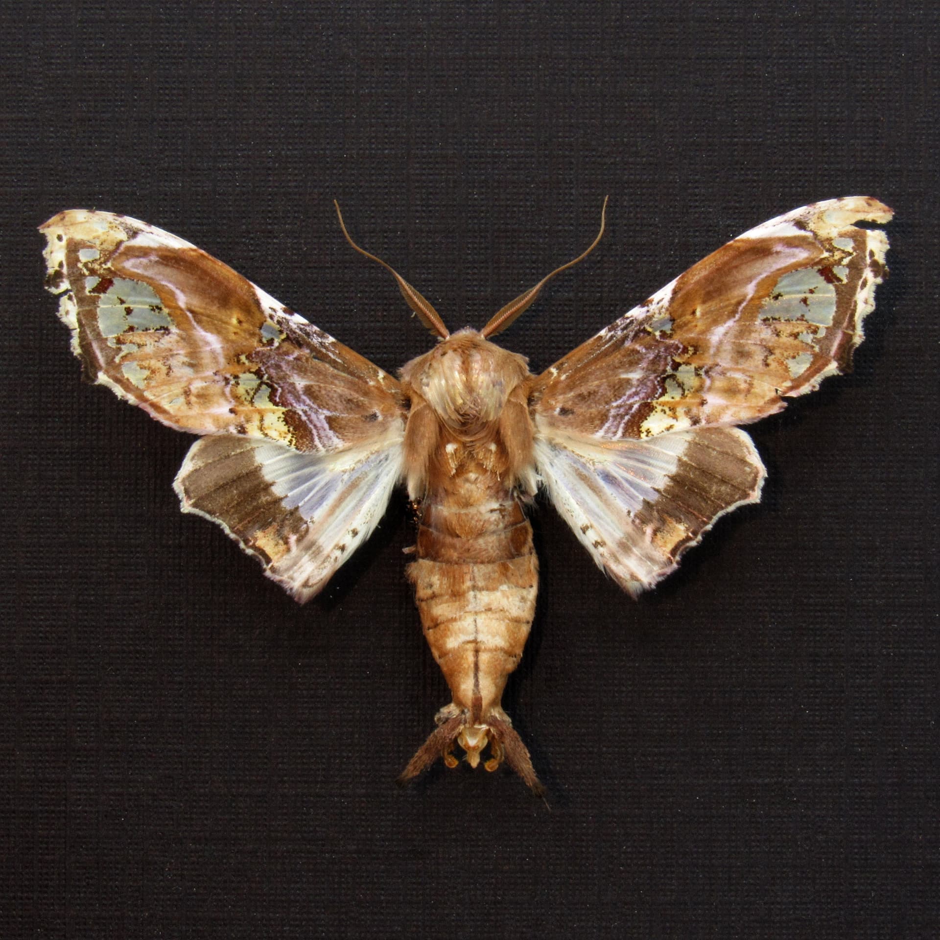 Rare lavender Noctuid moth framed taxidermy - Caligatus venustissima