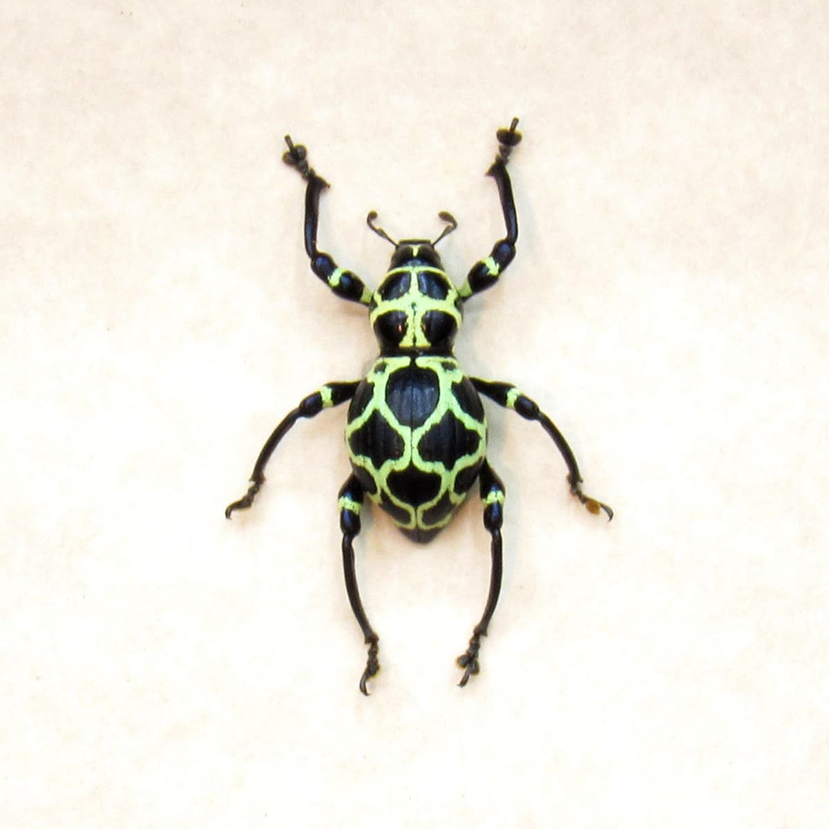 WEEVIL MANIA - Real green beetle framed - Pachyrhynchus cruciatus
