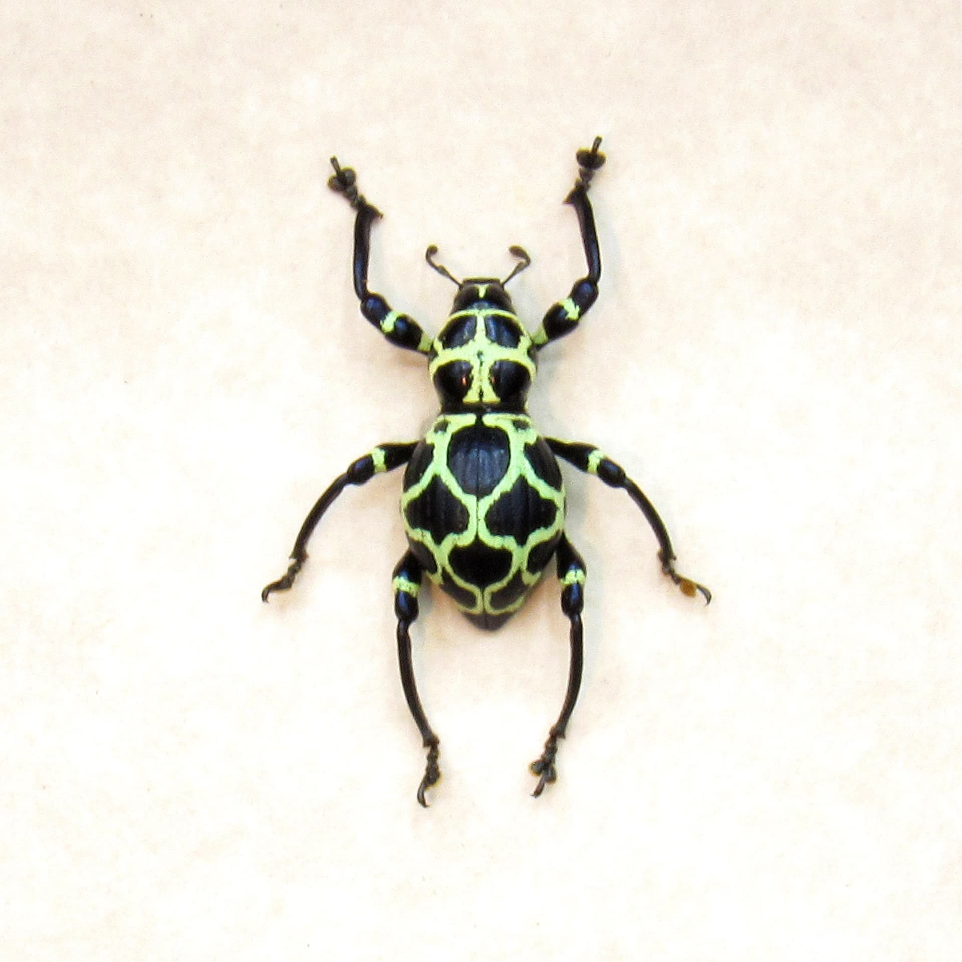 WEEVIL MANIA - Real green beetle framed - Pachyrhynchus cruciatus