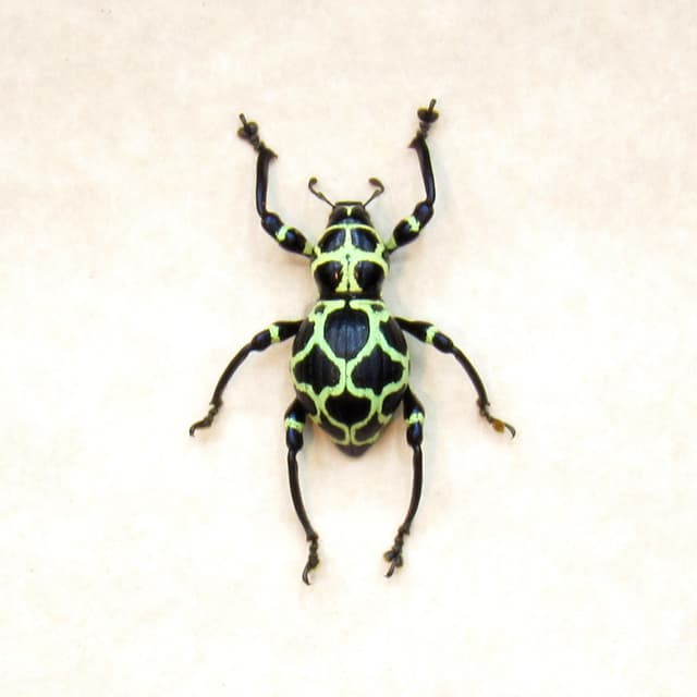 WEEVIL MANIA - Real green beetle framed - Pachyrhynchus cruciatus