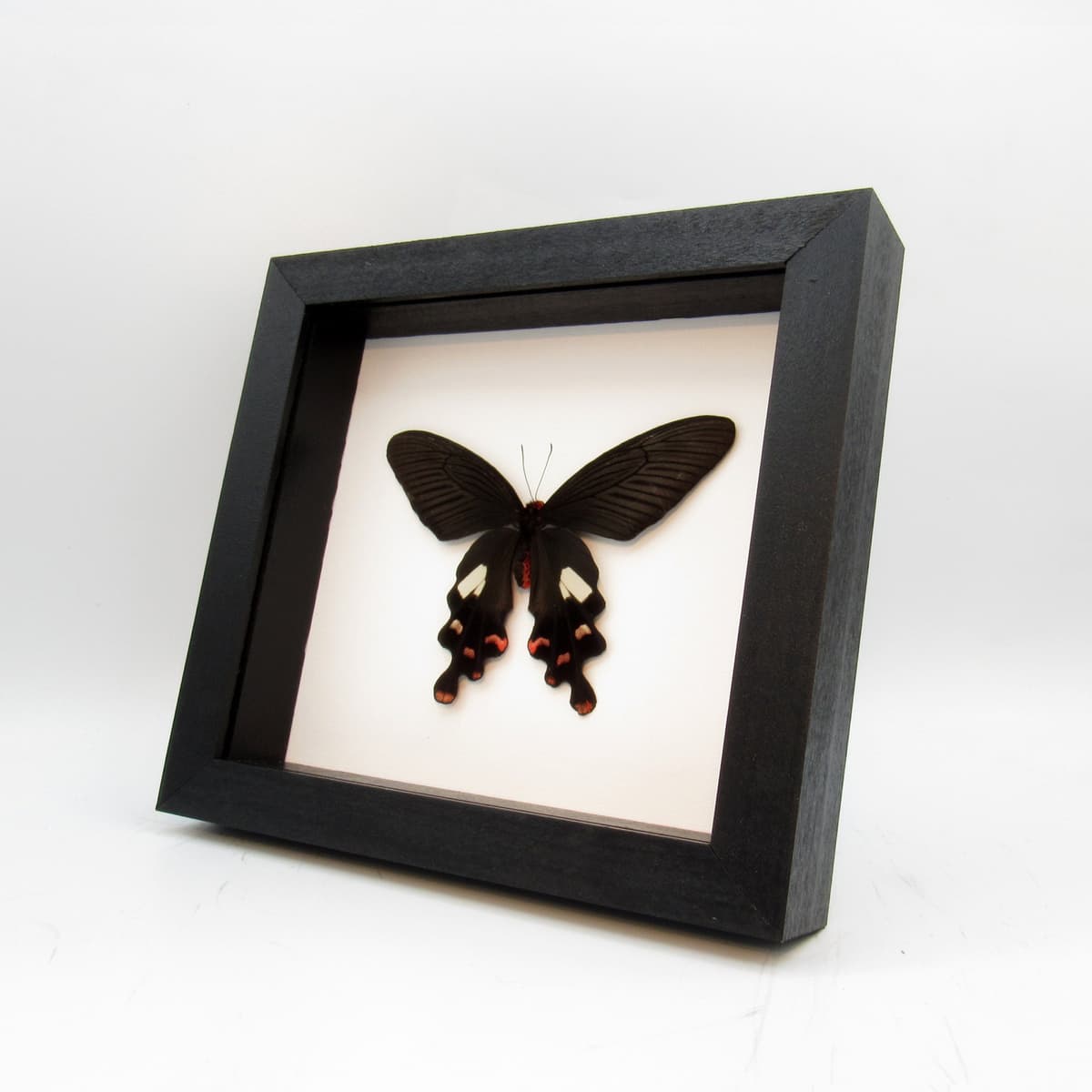 Real Black swallowtail butterfly framed taxidermy - Byasa polyeuctes - Victorian mount