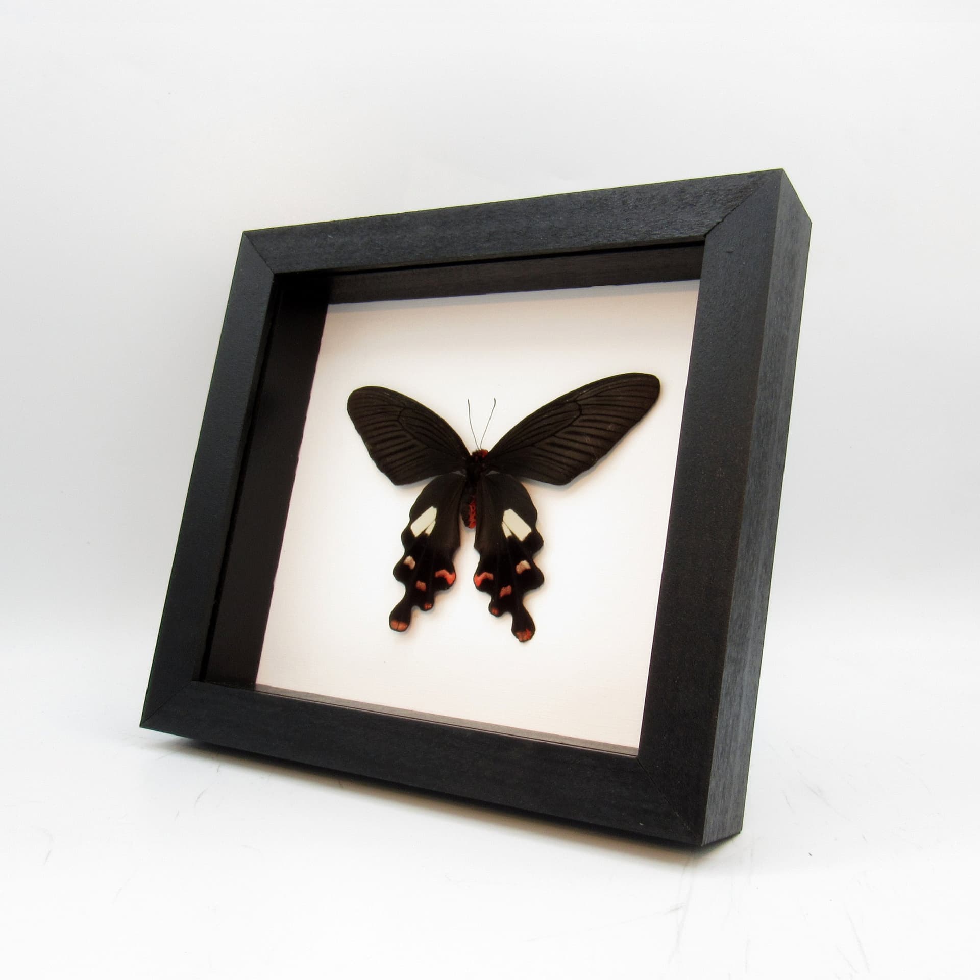 Real Black swallowtail butterfly framed taxidermy - Byasa polyeuctes - Victorian mount