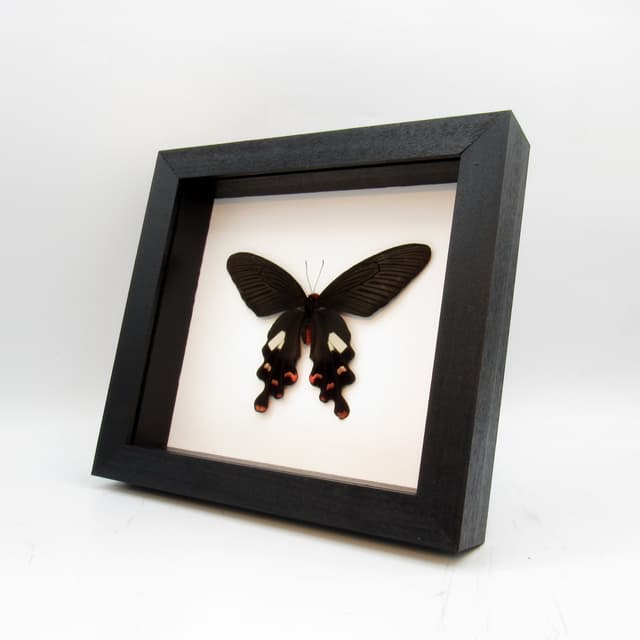 Real Black swallowtail butterfly framed taxidermy - Byasa polyeuctes - Victorian mount