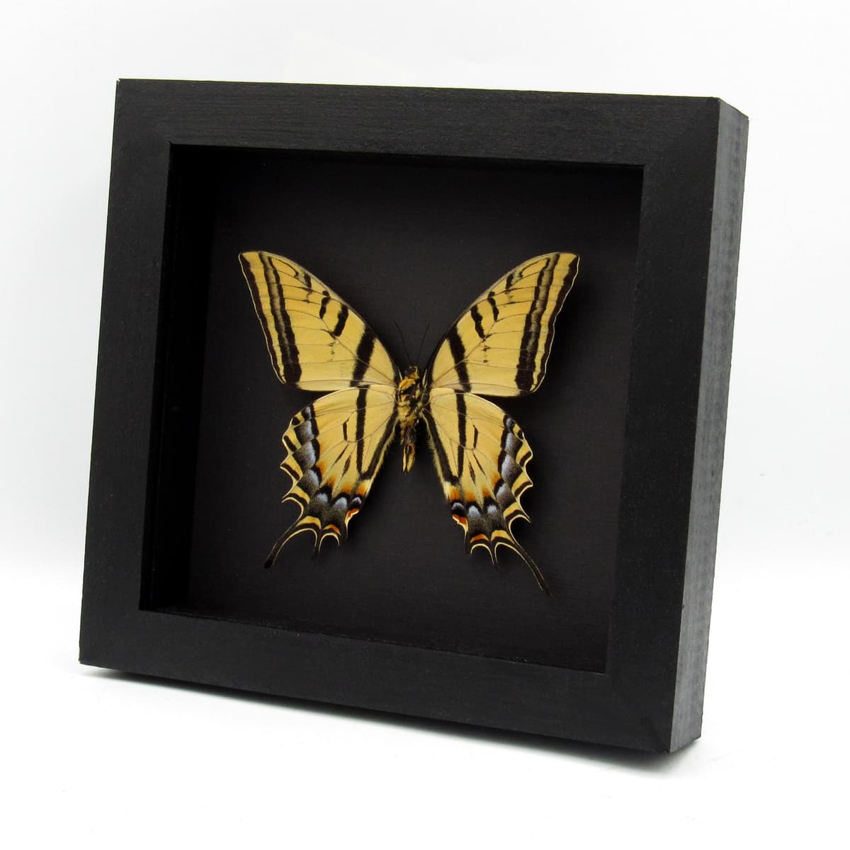 Real XL Two-Tailed Swallowtail framed taxidermy - Papilio multicaudata - female