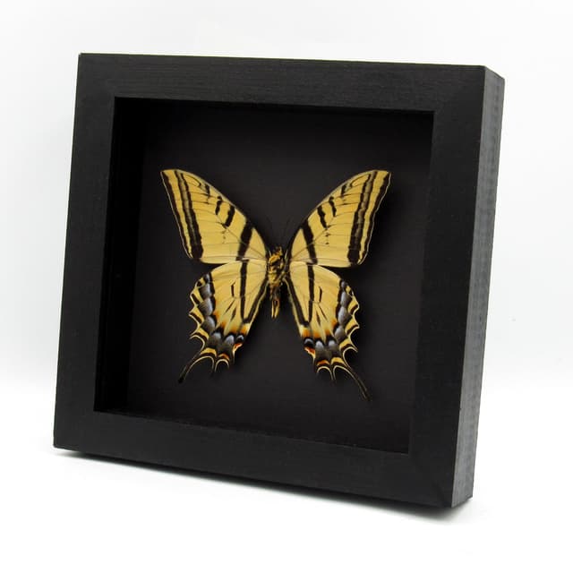 Real XL Two-Tailed Swallowtail framed taxidermy - Papilio multicaudata - female