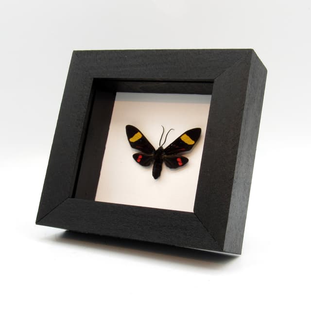Real Arctiid moth framed taxidermy - Euchromia species